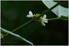 Desmodium triangulare var. congestum